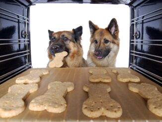 Zwei Hunde stehen vor einem Backofen und schauen auf leckerlis, ein Hund nimmt sich schon eins