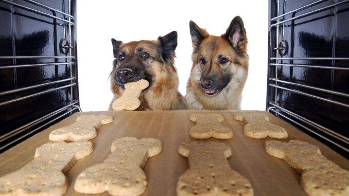 Zwei Hunde stehen vor einem Backofen und schauen auf leckerlis, ein Hund nimmt sich schon eins