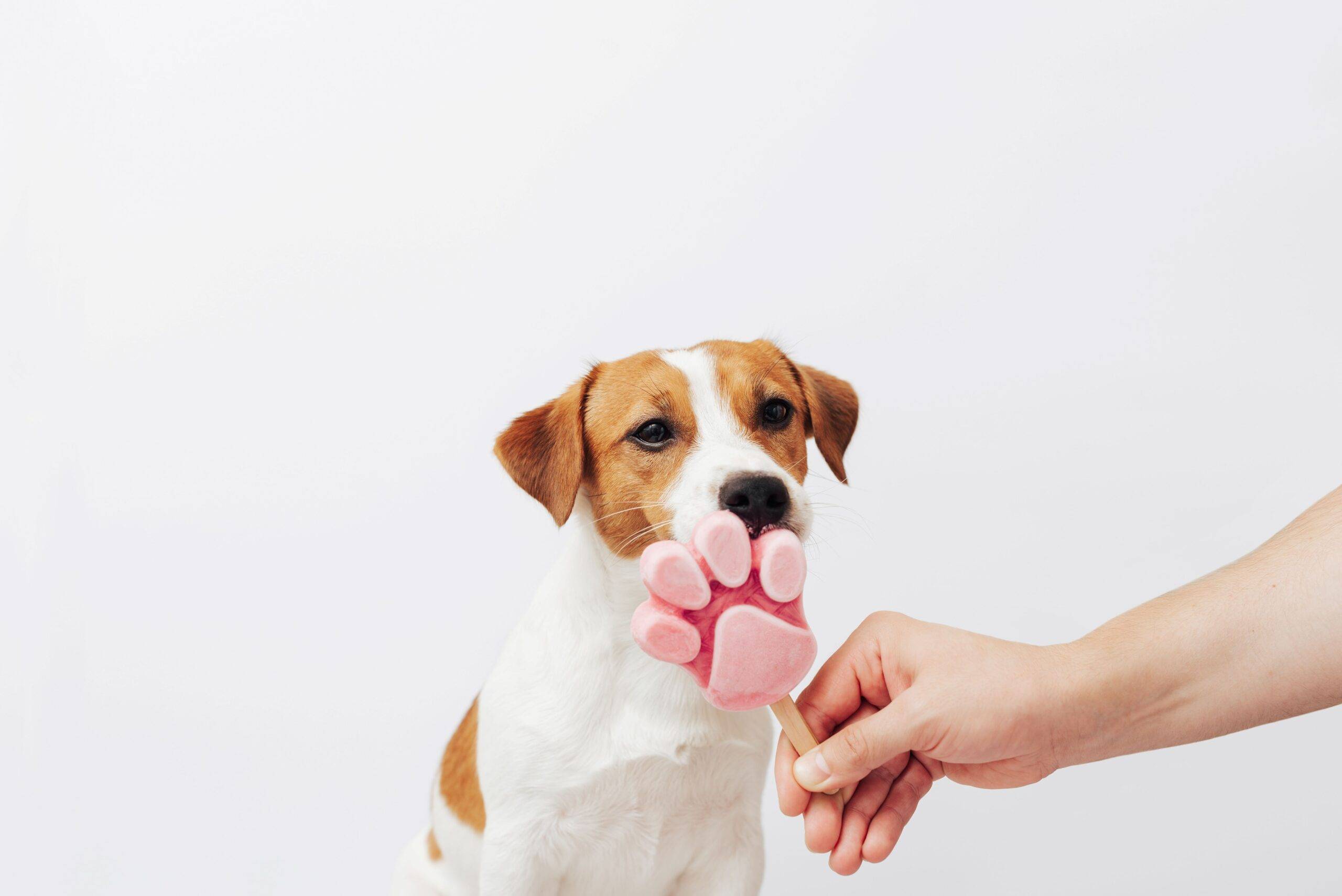 Ein Hund leckt an einem Eis 