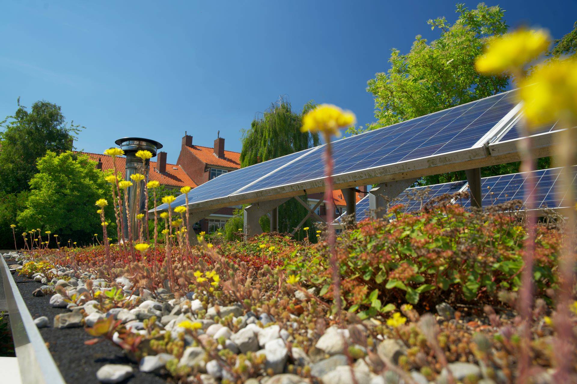 Dachbegrünung mit Solarpanelen und Blütenpflanzen