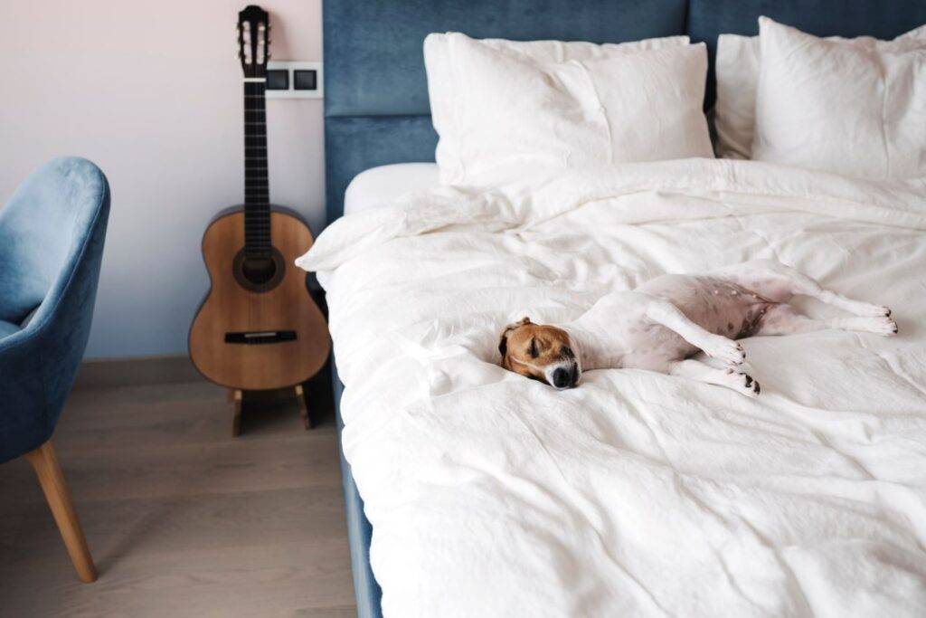 Ein kleiner Hund schläft entspannt auf einem großen Bett mit weißer Bettwäsche. Im Hintergrund ist eine Gitarre und ein blauer Stuhl zu sehen. Das Bild unterstreicht die Bedeutung von Komfort und der richtigen Ausstattung, wie einem Bett-Topper 160x200, für einen erholsamen Schlaf.