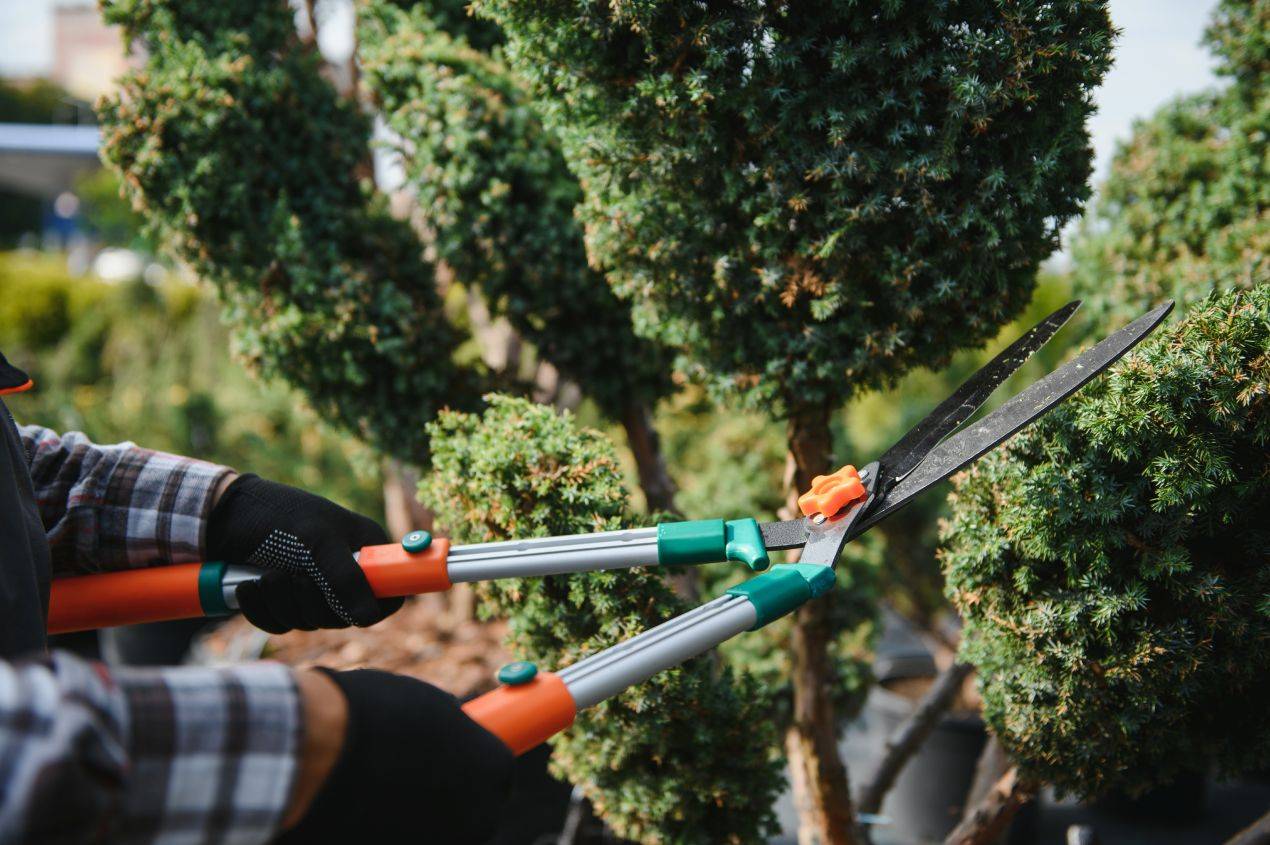 Gartenbau Heidelberg: Gärtner schneidet Ziergehölze präzise mit Heckenschere zur saisonalen Gartenpflege