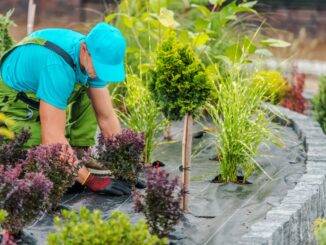 Gartenbau Heidelberg: Landschaftsgärtner bei der Pflanzung von Ziersträuchern in strukturierter Beetanlage mit Begrenzungssteinen