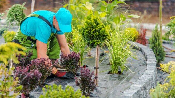 gartenbau-heidelberg Gartenbau Heidelberg: Landschaftsgärtner bei der Pflanzung von Ziersträuchern in strukturierter Beetanlage mit Begrenzungssteinen