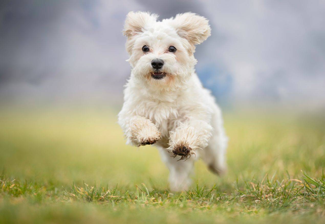 Kleiner weisser Hund springt gluecklich ueber eine Wiese – Symbolbild fuer gesteigerte Vitalitaet durch geeignetes Nierenfutter fuer Hunde