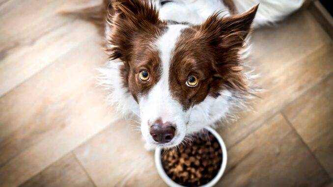 nierenfutter-fuer-hunde Hund sitzt vor einem Napf mit Trockenfutter und schaut nach oben – Symbolbild fuer hochwertiges Nierenfutter fuer Hunde
