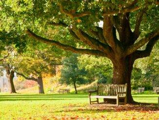 Parkbank im Schatten eines grossen Baums im gruenen Stadtpark bei Sonne und herbstlichem Laub