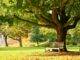 Parkbank im Schatten eines grossen Baums im gruenen Stadtpark bei Sonne und herbstlichem Laub