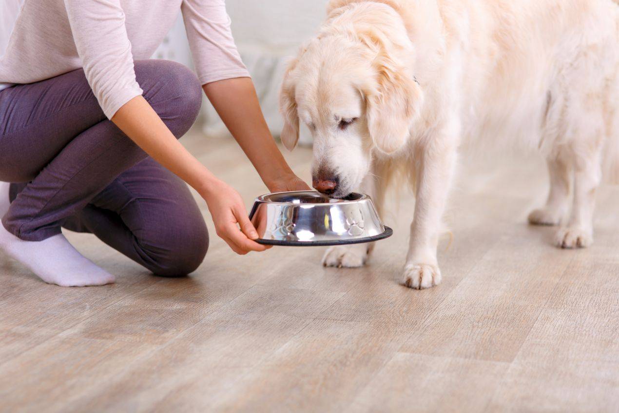 Golden Retriever frisst aus einem Edelstahlnapf, der von einer Person gehalten wird – Beispiel fuer den Einsatz von Nierenfutter fuer Hunde im Alltag